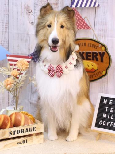 20240929ショーヘイくん 